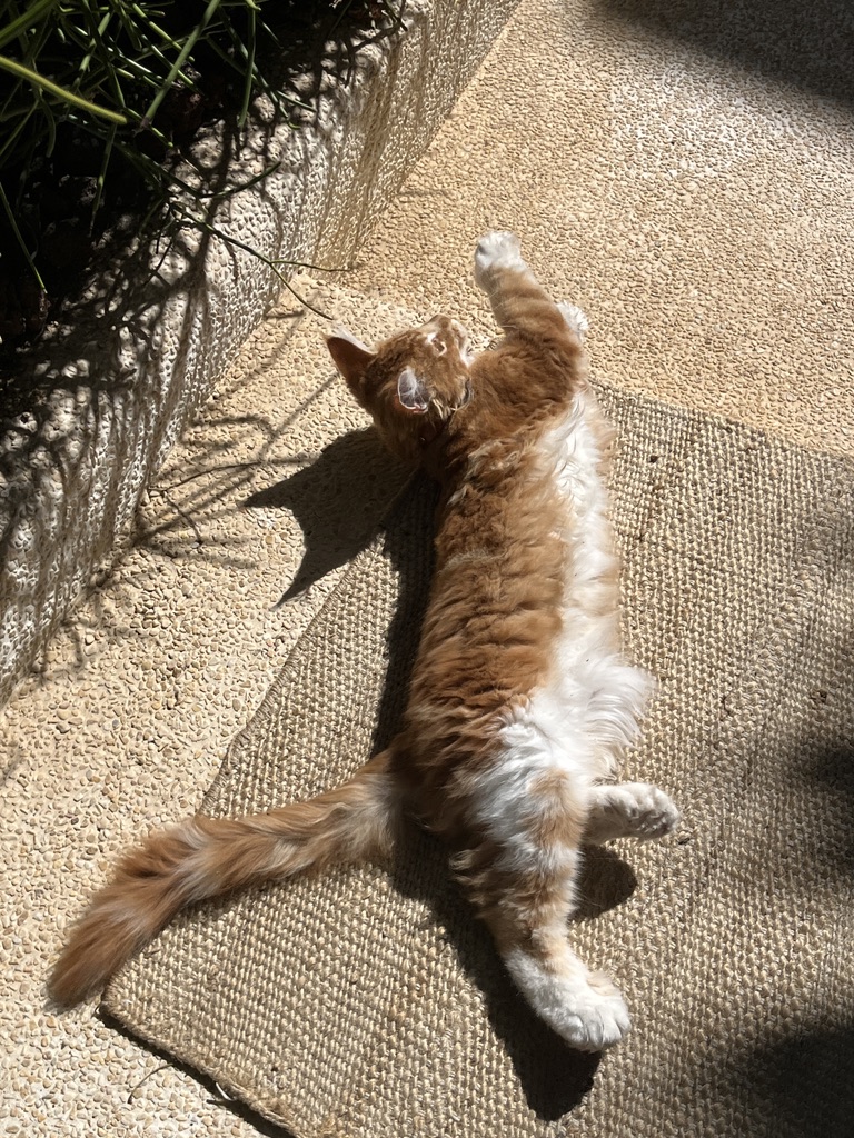 cat under sun